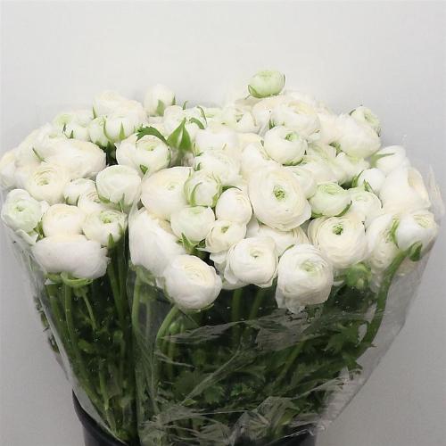 Ranunculus asiaticus 'Elegance White'
