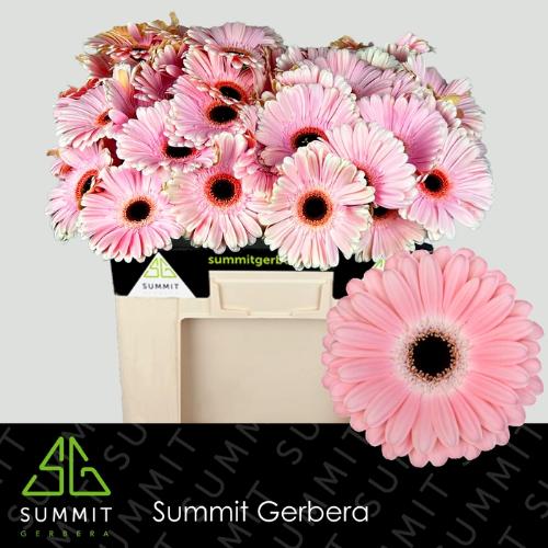 Gerbera grootbloemig Dulcie