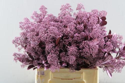 Skimmia per bos overig kleurbehandeld H%