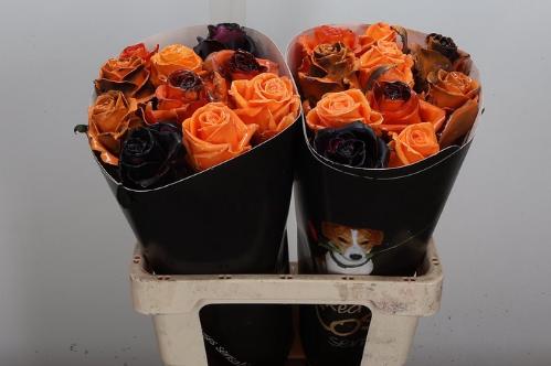 Rosa grootbloemig gewaxt H%