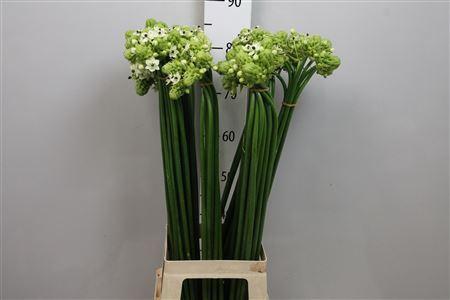 Ornithogalum saundersiae
