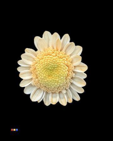 Chrysanthemum Indicum Grp tros kas kleurbehandeld H%