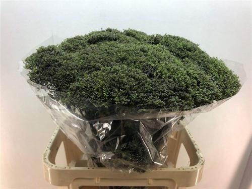 Trachelium caeruleum Blue Shine