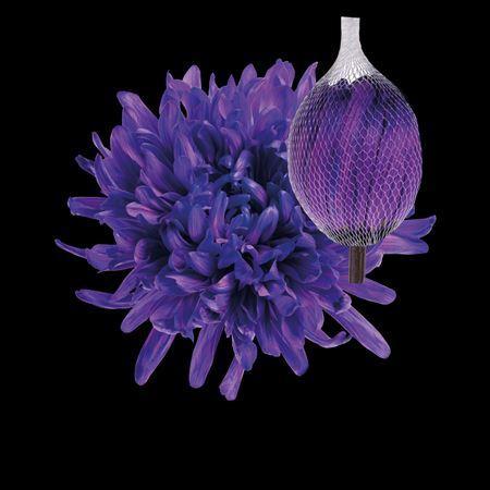 Chrysanthemum (Indicum Grp) geplozen Antonov kleurbehandeld H%
