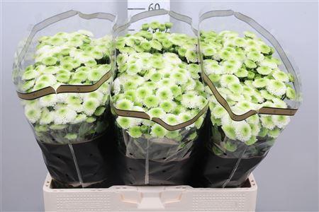 Chrysanthemum (Indicum Grp) tros santini Maverick