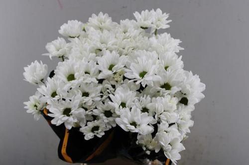 Chrysanthemum Indicum Grp tros Chic