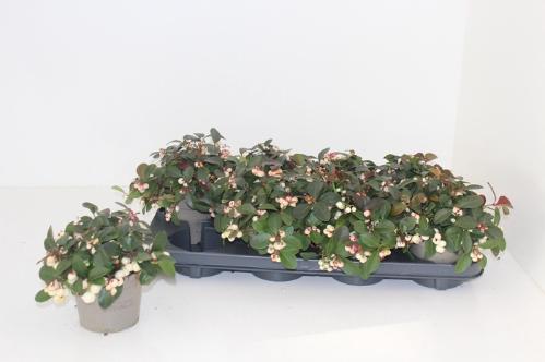 Rosa grootbloemig Bridal Pink