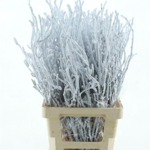 Betula kleurbehandeld H%