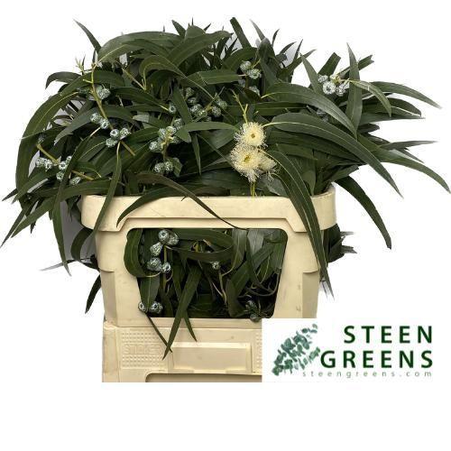 Eucalyptus per bos overig blad