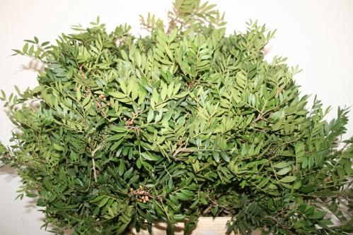 Pistacia sp. (blad)