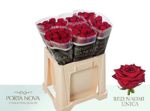 Rosa grootbloemig Red Naomi!