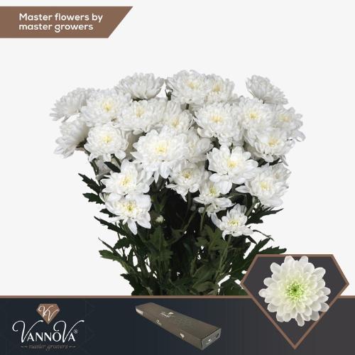 Chrysanthemum( Indicum Grp) tros Altaj