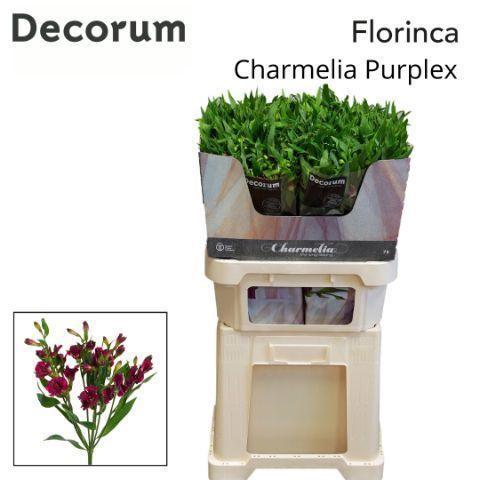 Alstroemeria florinca Charmelia Purplex