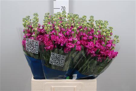 Matthiola incana 'Iron Rose'
