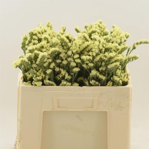 Limonium sinuatum Glossy Wings