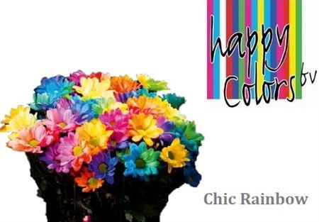 Chrysanthemum Indicum Grp tros kas kleurbehandeld H%