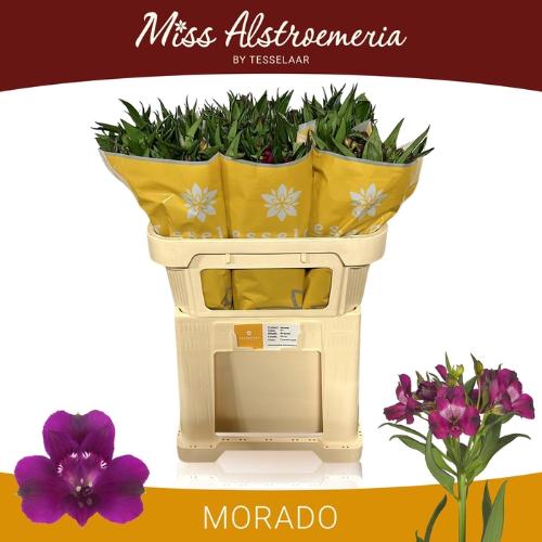 Alstroemeria Morado