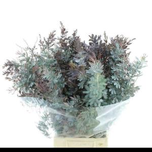 Acacia baileyana bloeiend per bos 'Purpurea'