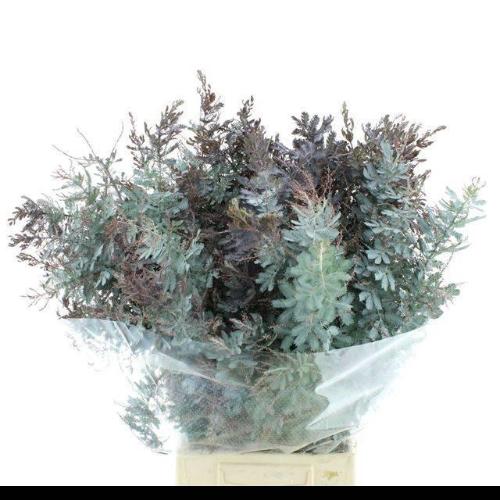 Acacia baileyana bloeiend per bos 'Purpurea'