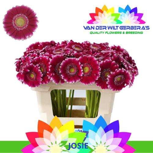Gerbera mini 'Josie'