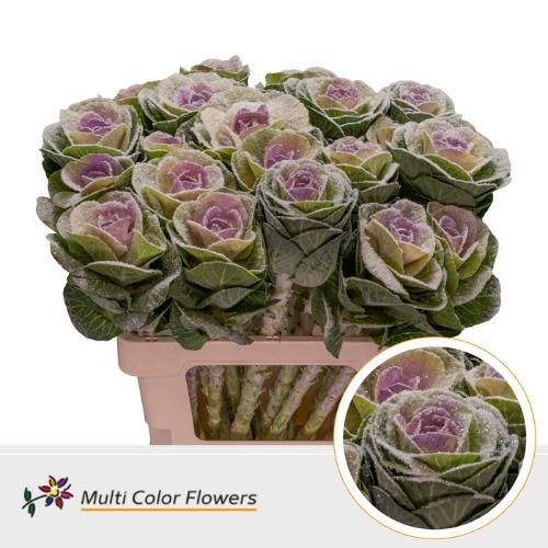 Brassica oleracea kleurbehandeld H%