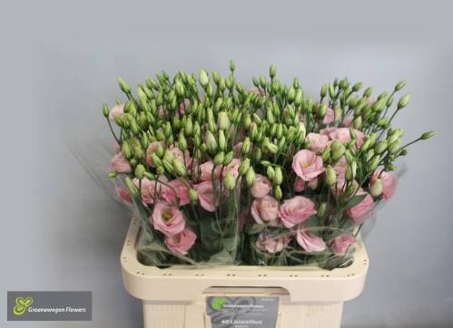 Eustoma russellianum gevuldbloemig 'Rosita Rose Pink'