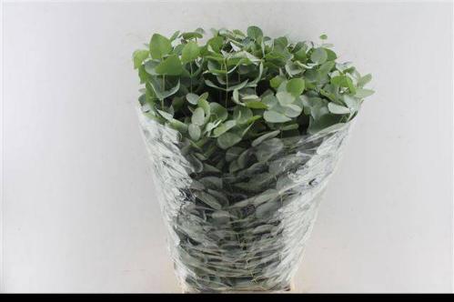 Eucalyptus per bos cinerea