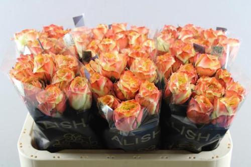 Rosa grootbloemig Adventure