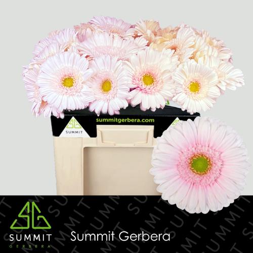 Gerbera grootbloemig Michelle