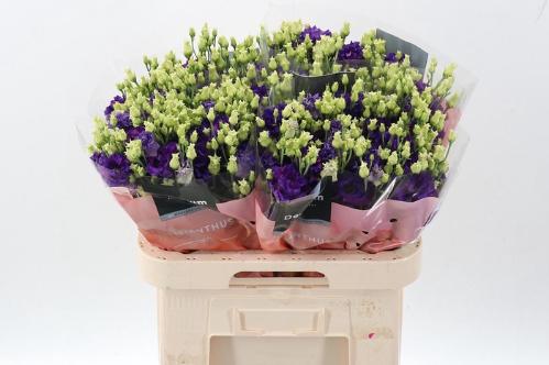 Eustoma russellianum gevuldbloemig 'Alissa Blue'