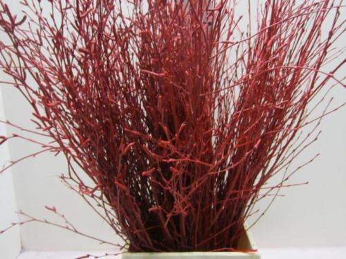 Betula kleurbehandeld H%