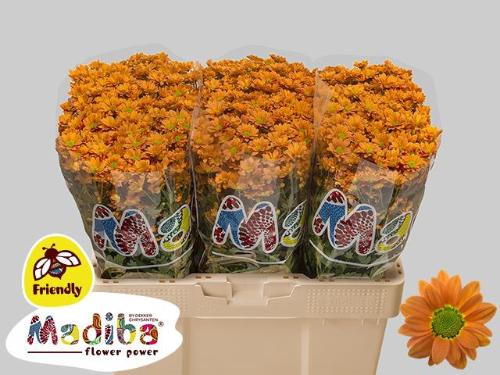 Chrysanthemum Indicum Grp tros santini Madiba Ovada Orange