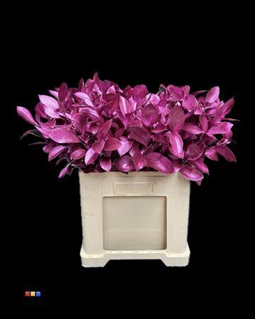 Ruscus kleurbehandeld H%
