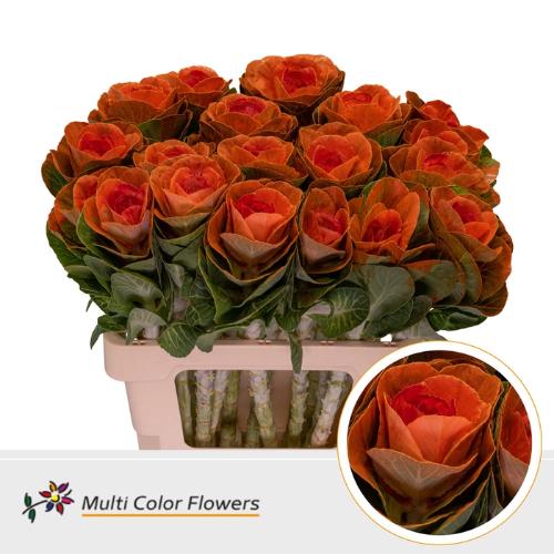 Brassica oleracea kleurbehandeld H%