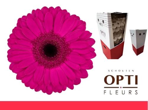 Gerbera grootbloemig Bon Dia