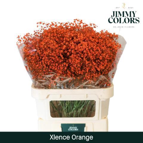 Gypsophila overig kleurbehandeld H%