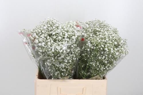 Gypsophila paniculata Xlence