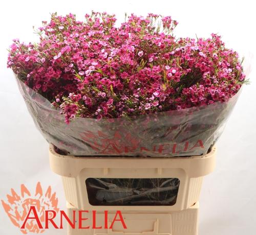 Chamelaucium 'Happy Days'