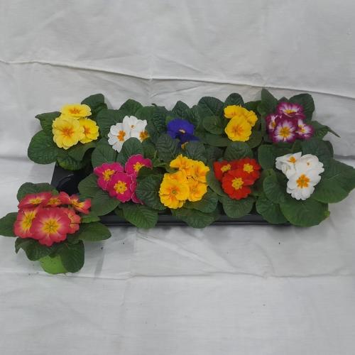Primula Acaulis Grp gemengd