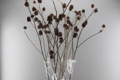 Glycyrrhiza yunnanensis (zaaddoos)