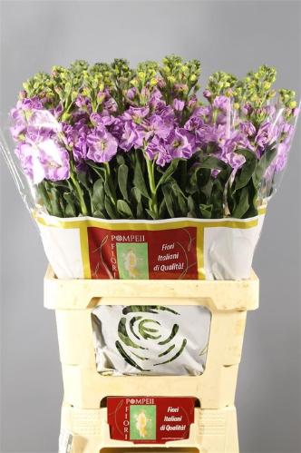 Matthiola incana 'Iron Marine'