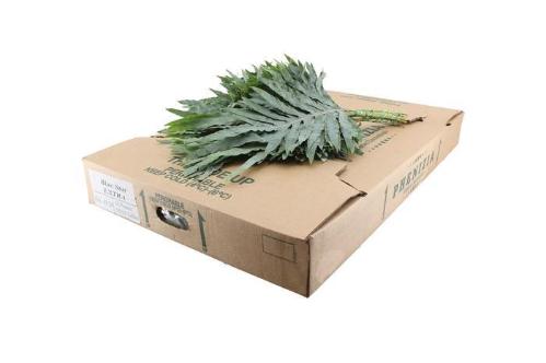 Decoratiegroen overig per bos