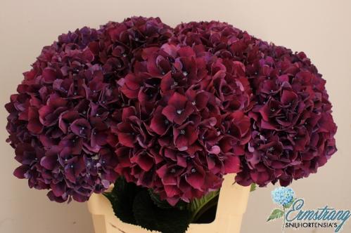 Hydrangea macrophylla Magical Rubyred (paars)