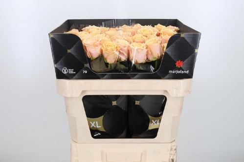 Rosa grootbloemig Bellini!