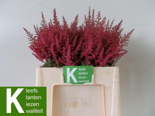 Astilbe Arendsii Grp 'Paul G