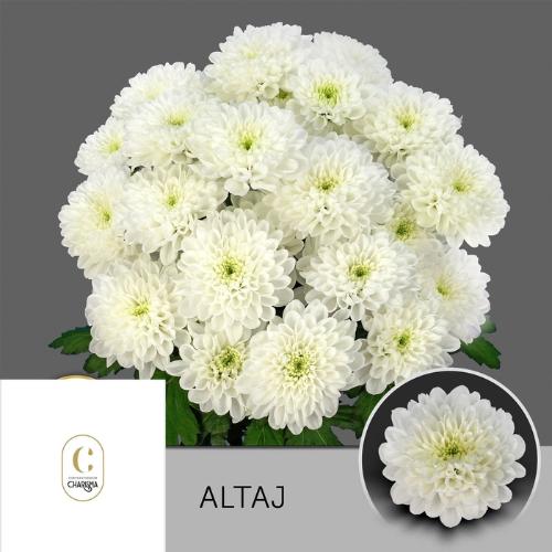 Chrysanthemum( Indicum Grp) tros Altaj