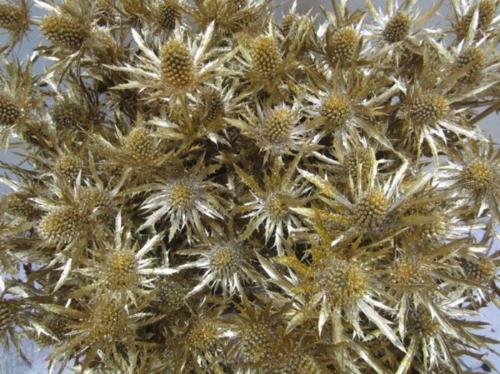 Eryngium planum kleurbehandeld H%