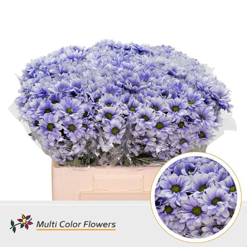Chrysanthemum Indicum Grp tros kas kleurbehandeld H%