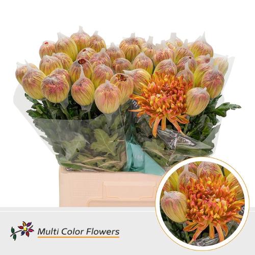 Chrysanthemum (Indicum Grp) geplozen Antonov kleurbehandeld H%