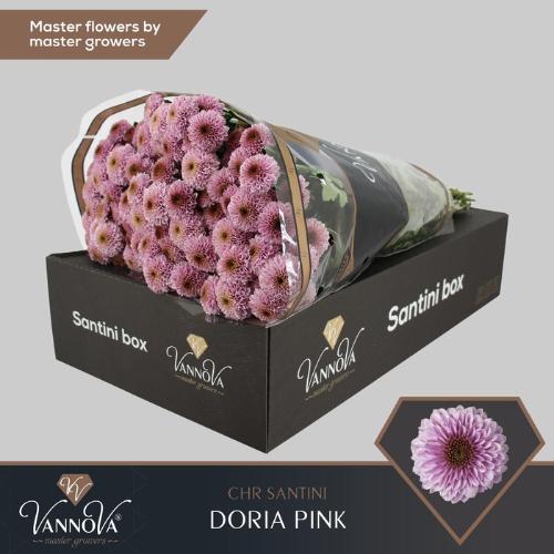 Chrysanthemum Indicum Grp tros santini Aaa Doria Pink